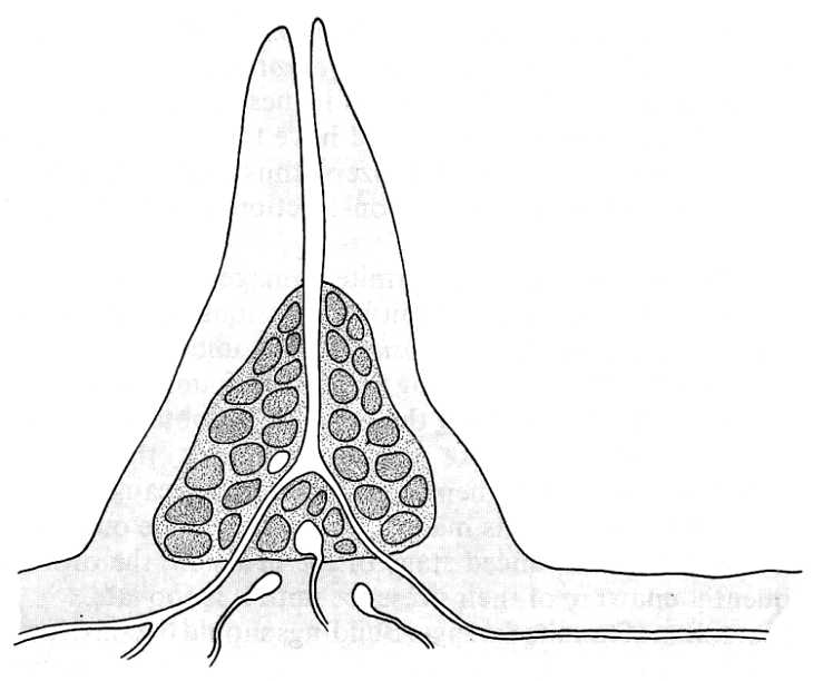 730x612 biological drawings insects termite nest biology teaching - Termite Drawing