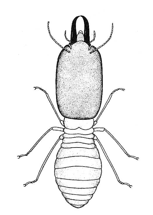 524x736 biological drawings insects termite soldier biology teaching - Termite Drawing