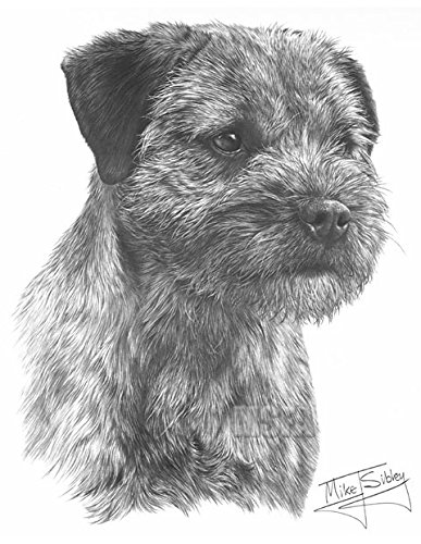 387x500 gdf galleries border terrier drawing giclee print - Terrier Drawing