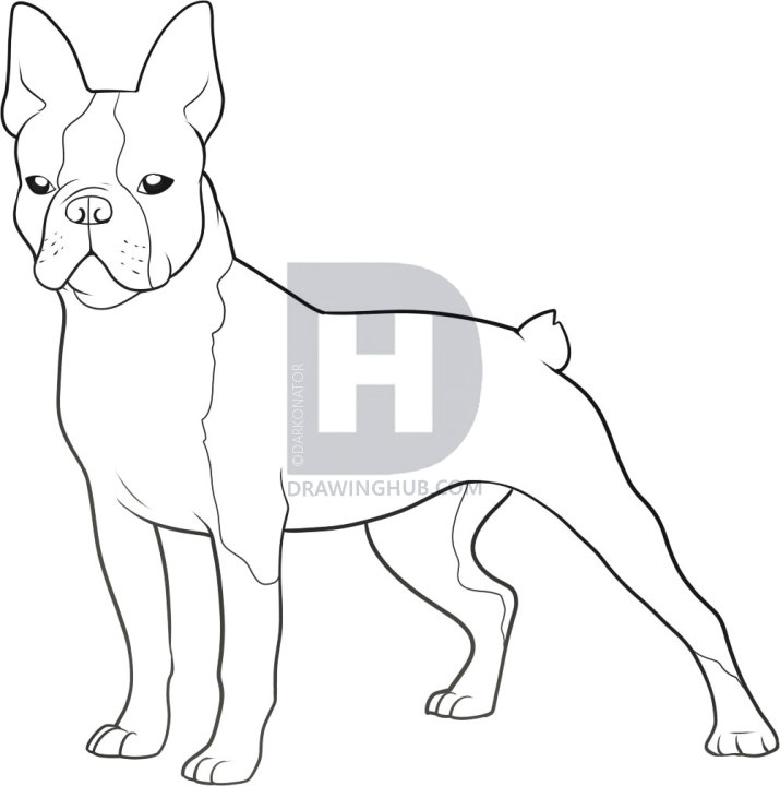 715x720 how to draw a boston terrier, step - Terrier Drawing