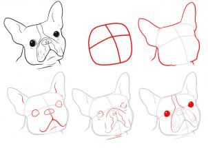 302x215 how to draw a boston terrier, step - Terrier Drawing