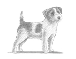 250x193 How To Draw A Dog - Terrier Drawing