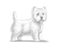 250x193 How To Draw A Westie Dog Video Step - Terrier Drawing