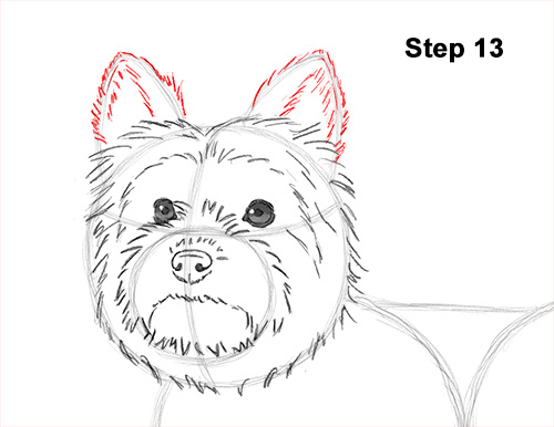 500x386 how to draw a yorkshire terrier dog - Terrier Drawing