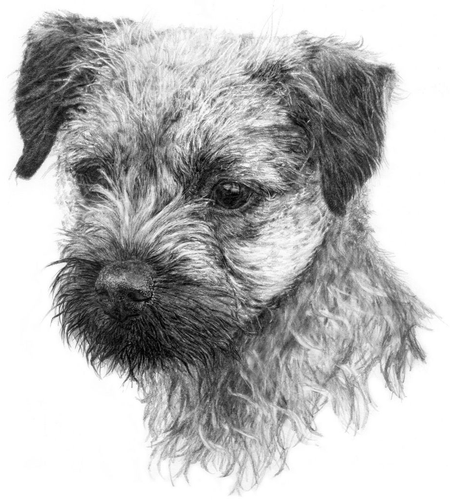 922x1024 image result for graphite drawing dog border terrier puppies - Terrier Drawing