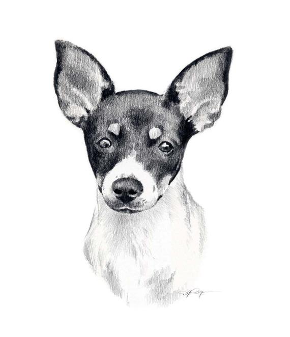 570x662 miniature rat terrier dog pencil drawing art print - Terrier Drawing