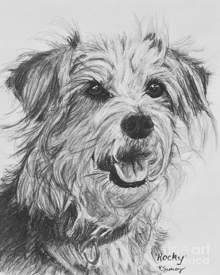 719x900 scruffy terrier dog drawing drawing - Terrier Drawing