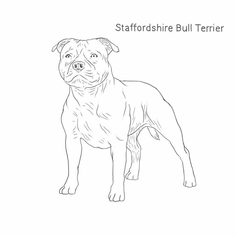 800x800 staffordshire bull terrier dog breeds list - Terrier Drawing