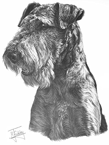 377x500 airedale terrier drawing giclee print - Terrier Drawing