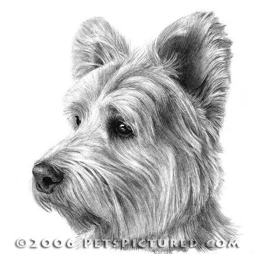 500x500 west highland white terrier portrait - Terrier Drawing