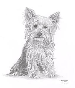 254x300 yorkshire terrier limited edition art drawing print signed - Terrier Drawing