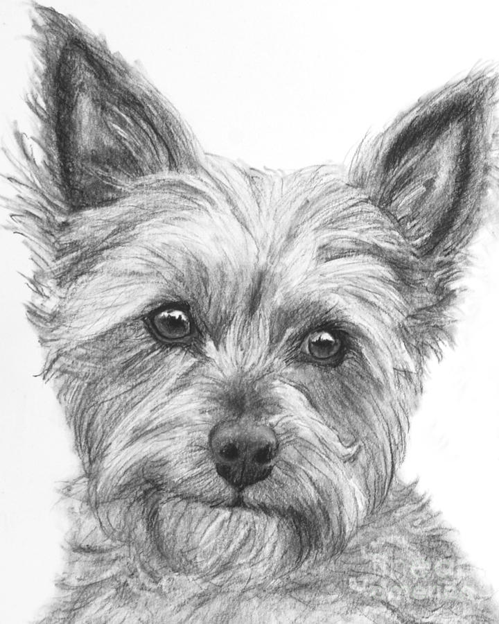 720x900 Yorkie Drawing Drawing - Terrier Drawing