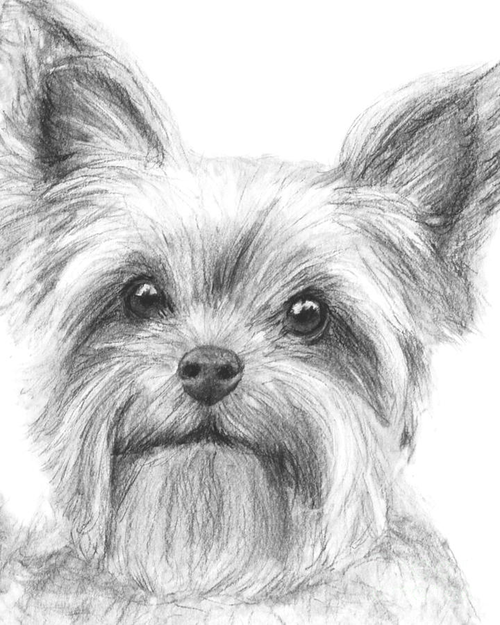 720x900 yorkshire terrier drawing drawing - Terrier Drawing