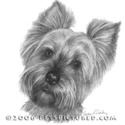 500x500 yorkshire terrier portrait - Terrier Drawing