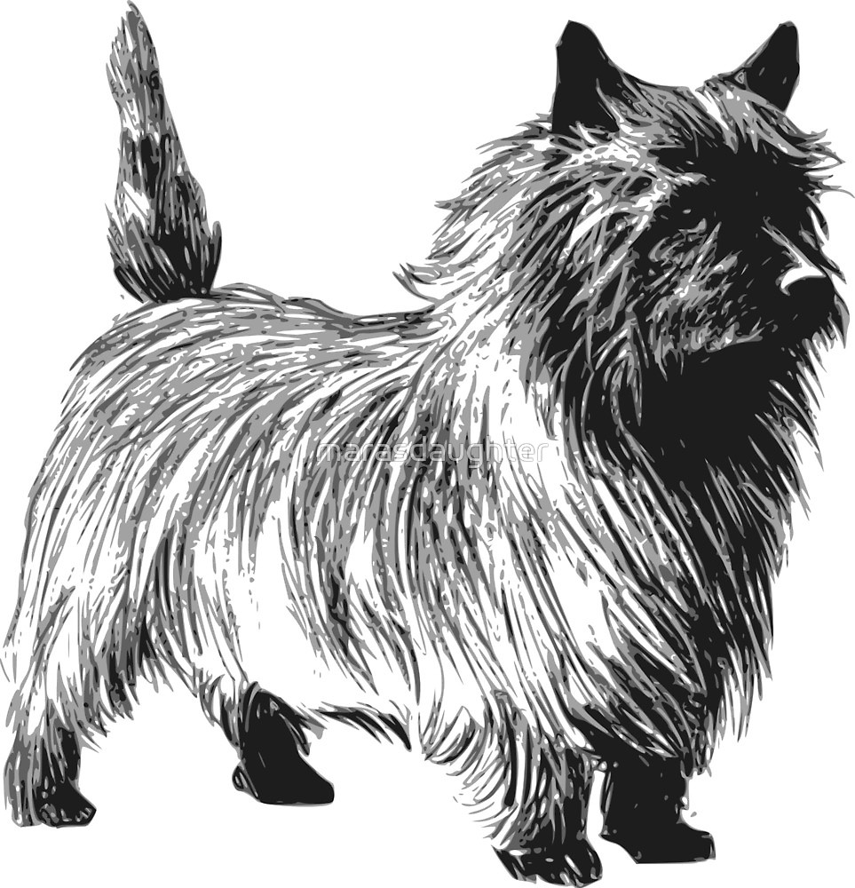 963x1000 cairn terrier drawing - Terrier Drawing