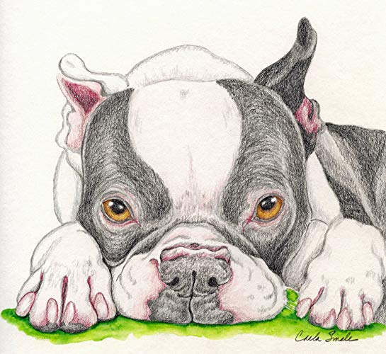 545x500 boston terrier original dog art pencil drawing carla - Terrier Drawing