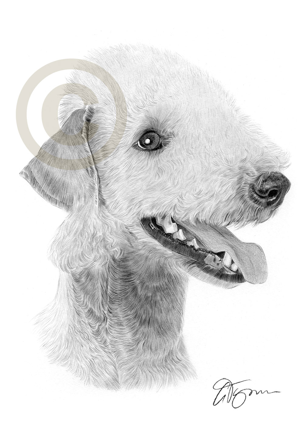 1000x1414 bedlington terrier dog pencil drawing art print sizes - Terrier Drawing