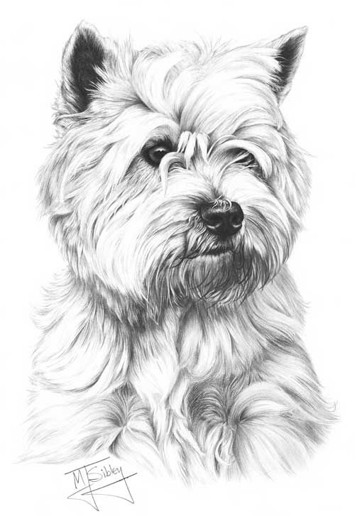 500x727 Drawing From Line To Life Drawings In Drawings, Animal - Terrier Drawing