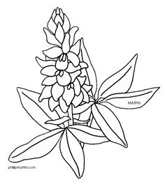236x264 Texas Bluebonnet Flower Drawings Sketch Coloring - Texas Line Drawing