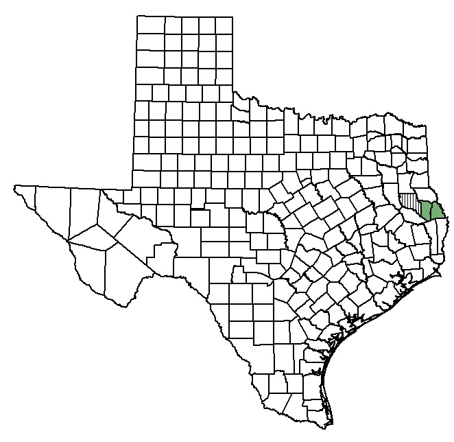 662x644 texas golden gladecress federal state listed plants of texas - Texas Line Drawing