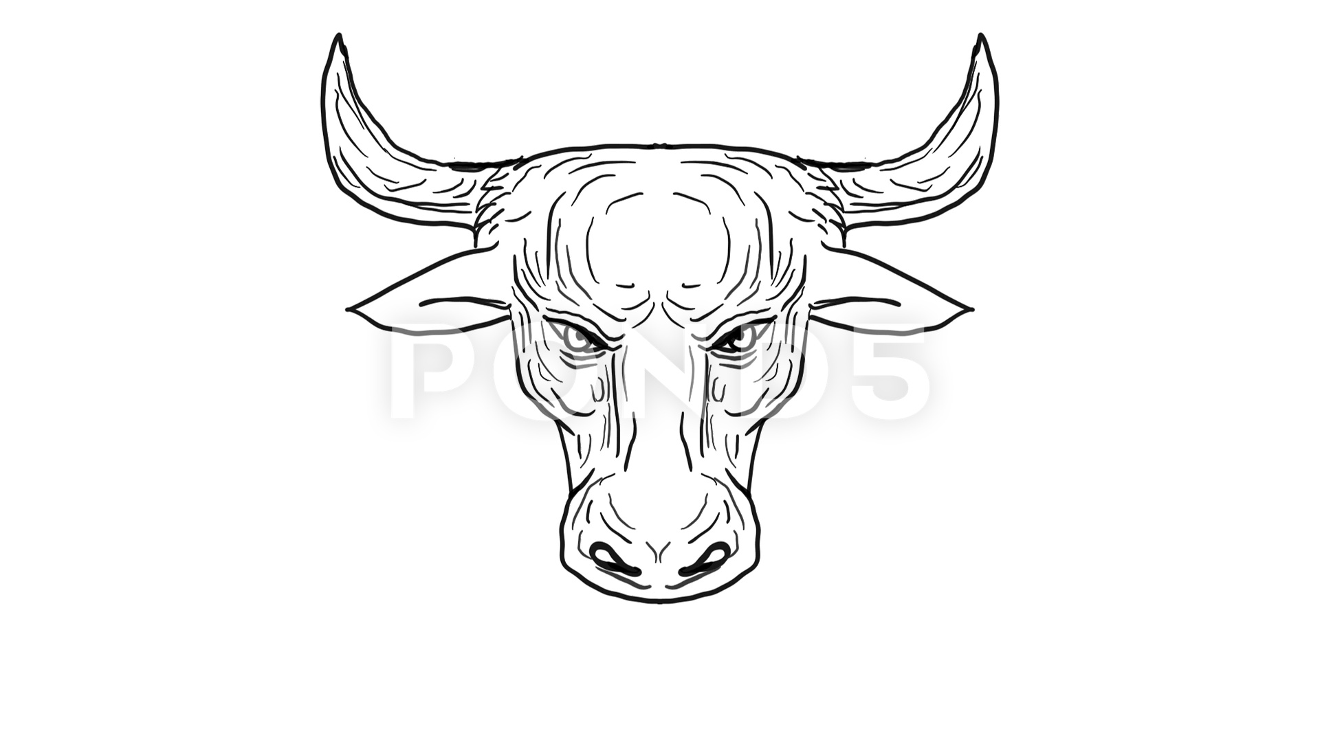 1920x1080 Texas Longhorn Bull Snorting Drawing Animation Footage - Texas Line Drawing