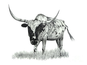 300x225 Skewed Drawing - Texas Longhorn Drawing