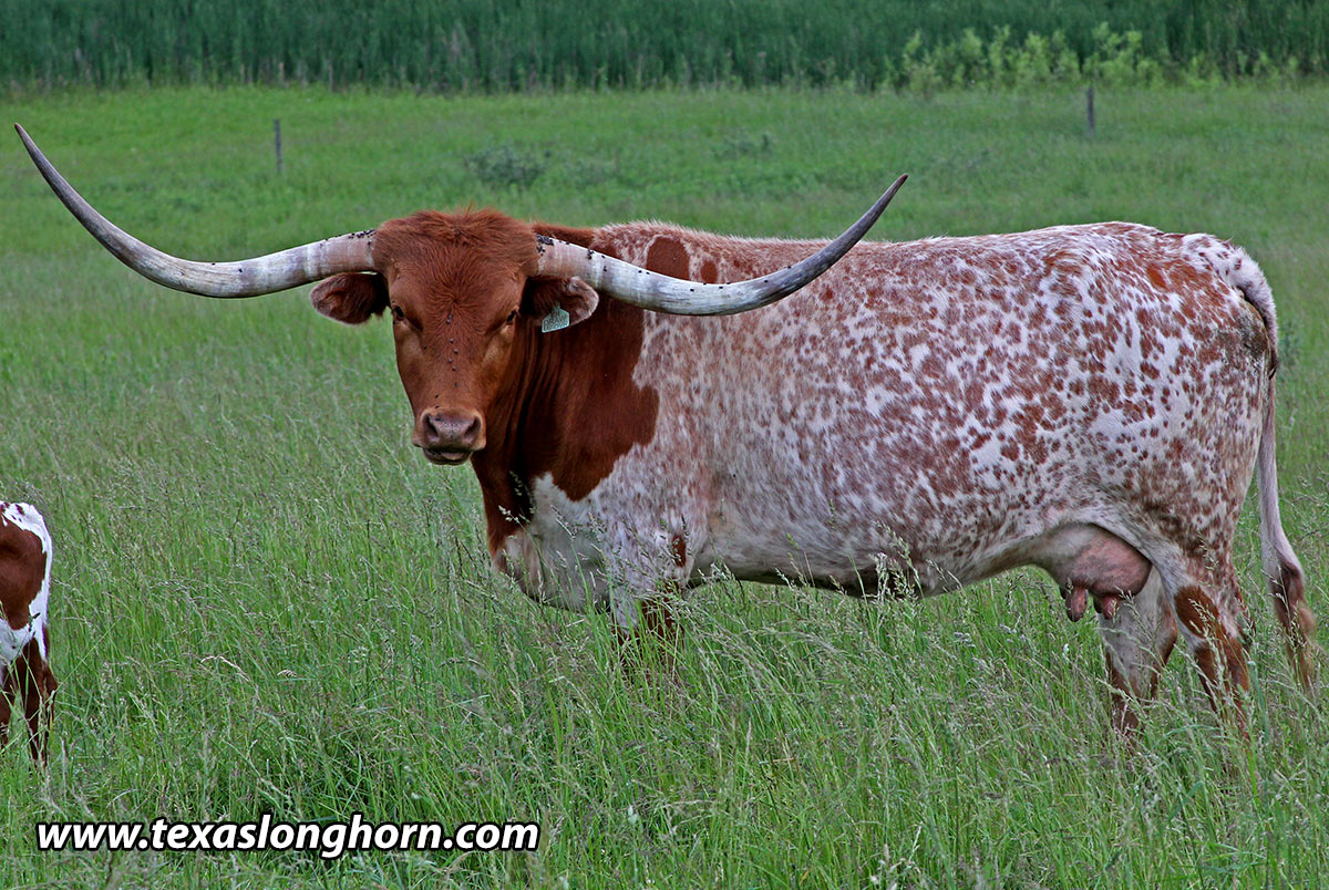 Texas Longhorn Drawing at Explore collection of