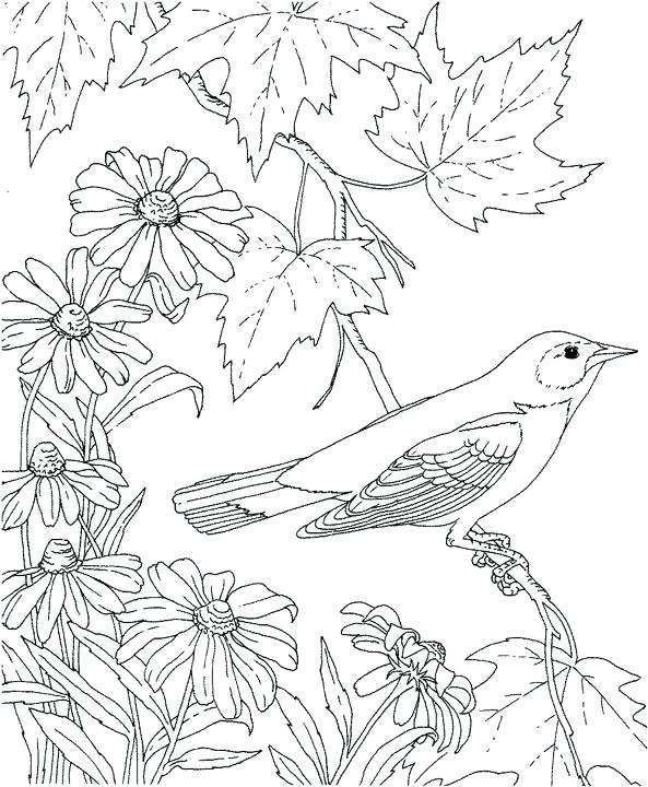 593x720 Texas State Bird And Flower Coloring - Texas Outline Drawing