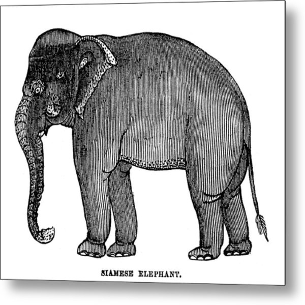 600x600 Thai Elephant, Painting - Thai Elephant Drawing