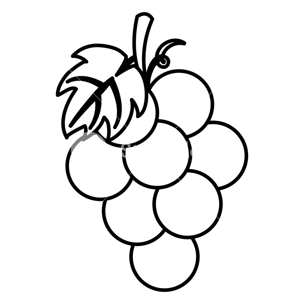 1000x1000 Thanksgiving Day Fruit Grapes Drawing In White Background Vector - Thanksgiving Drawing Pictures