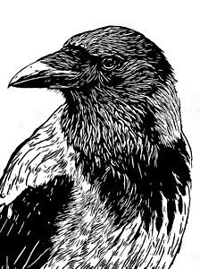 224x300 crow drawing - The Crow Drawing
