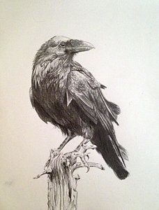 228x300 crow drawing - The Crow Drawing