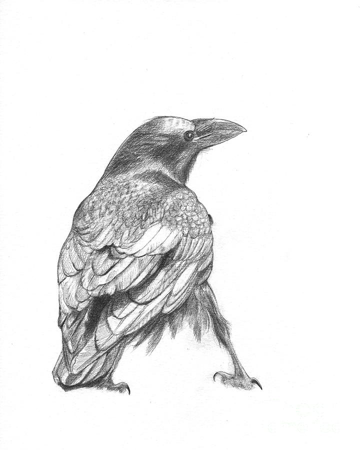 720x900 crow drawing - The Crow Drawing