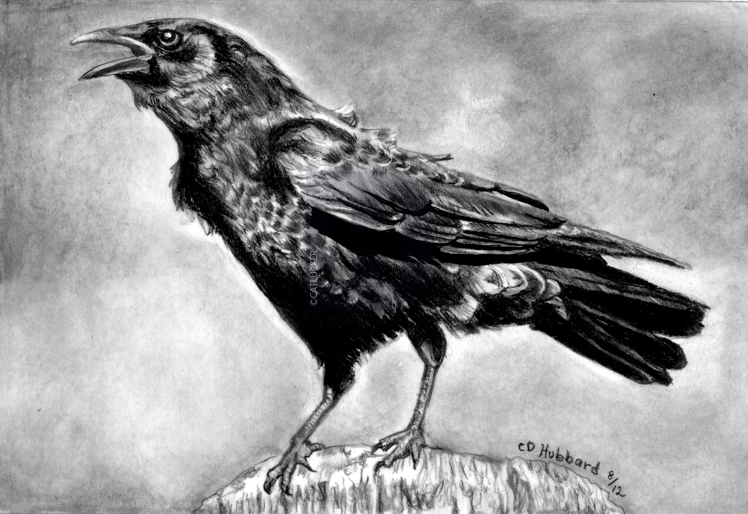 1500x1031 how to draw a realistic crow, draw crows, step - The Crow Drawing