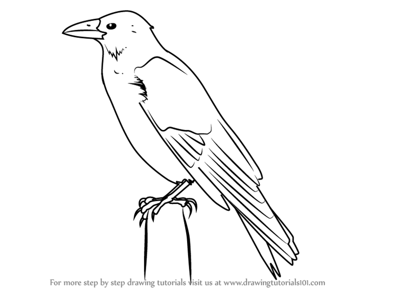 800x567 learn how to draw a carrion crow - The Crow Drawing