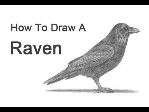 480x360 How To Draw A Raven - The Raven Drawing
