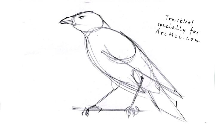 720x459 How To Draw A Raven Step - The Raven Drawing