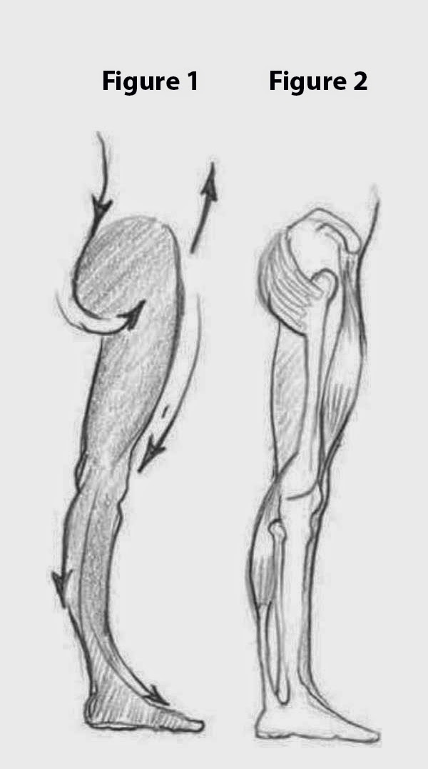 600x1077 drawings sketching the leg side view - Thigh Drawing