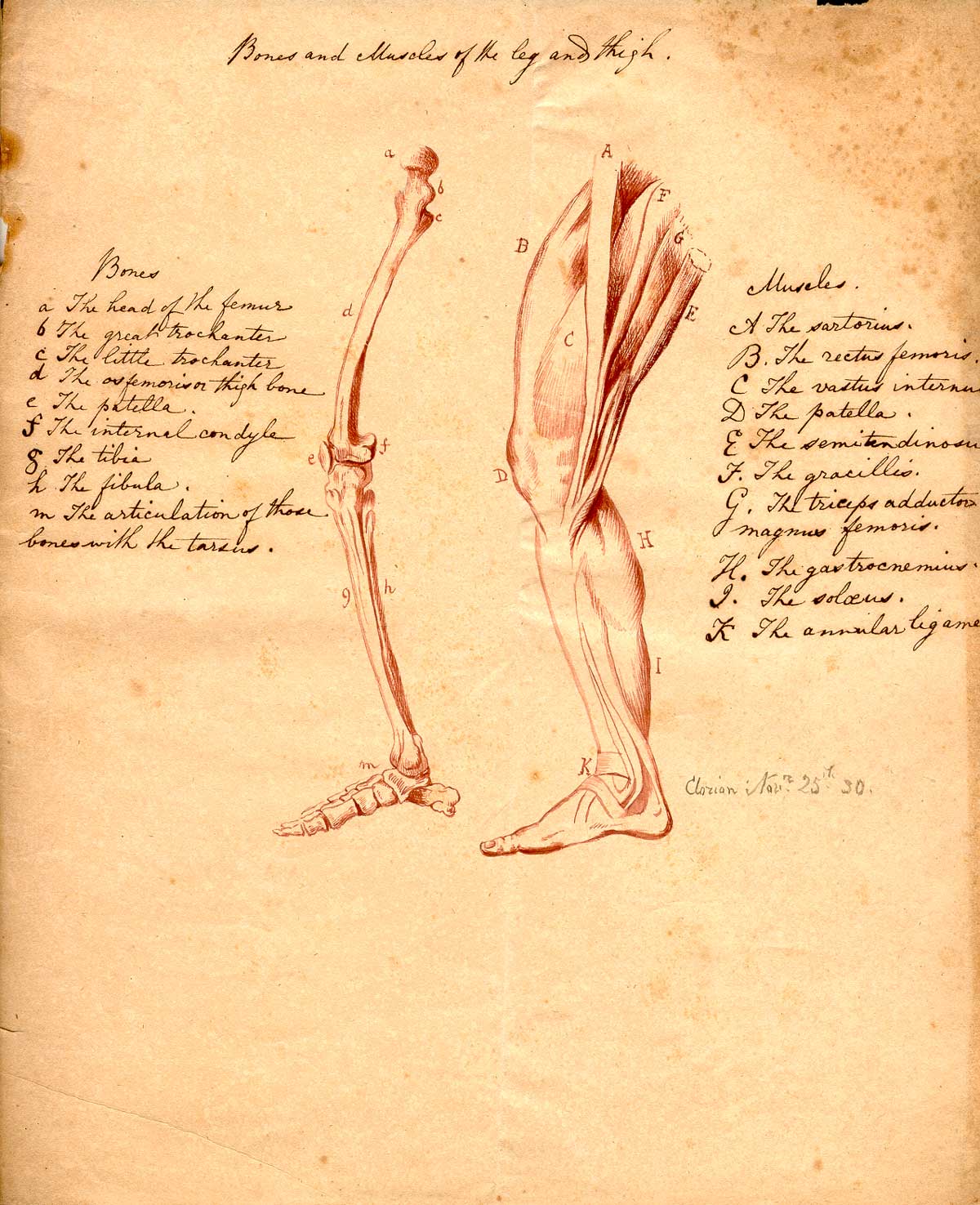 1200x1475 historical anatomies on the web clorion - Thigh Drawing