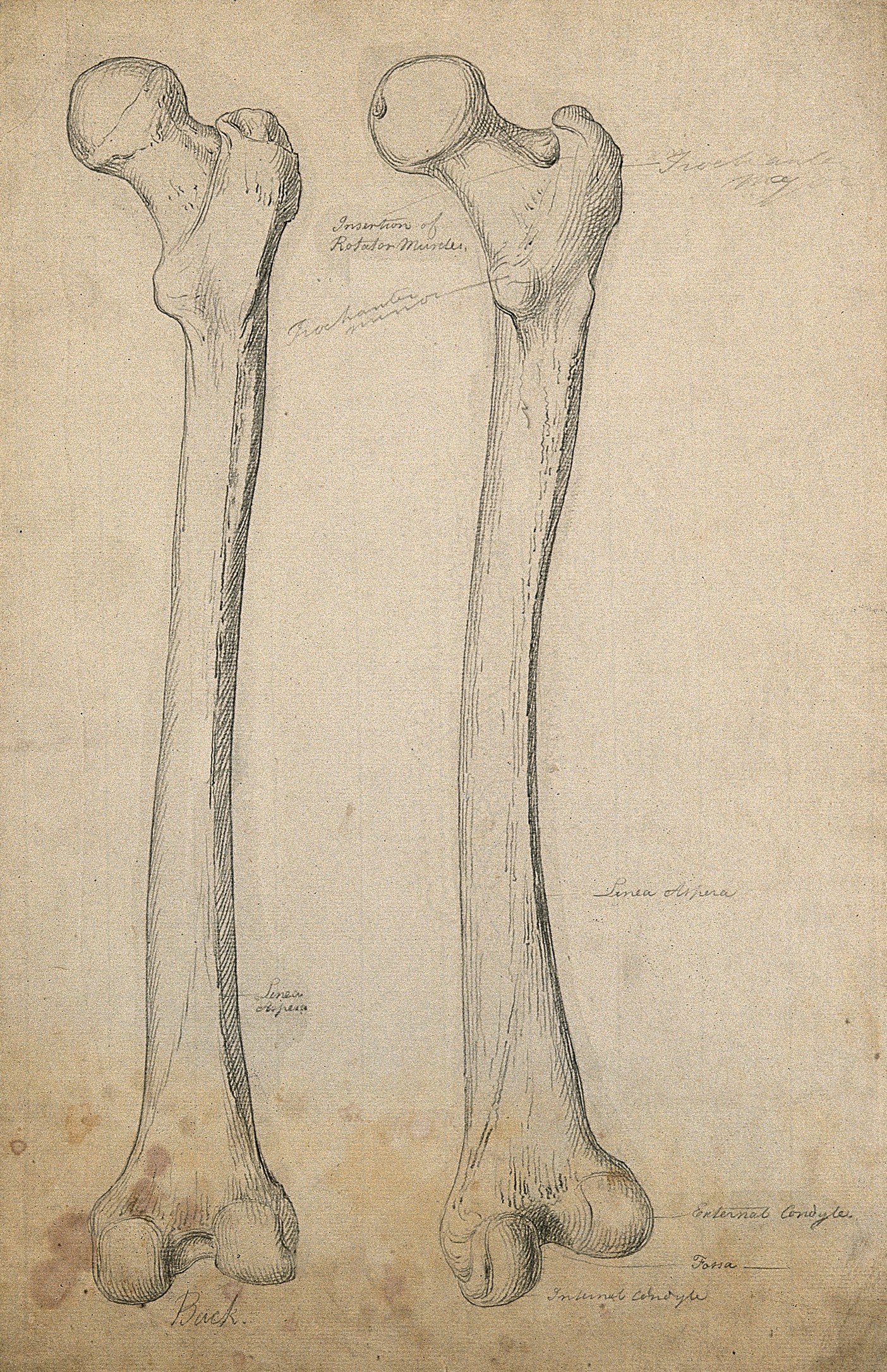 1404x2172 right femur - Thigh Drawing