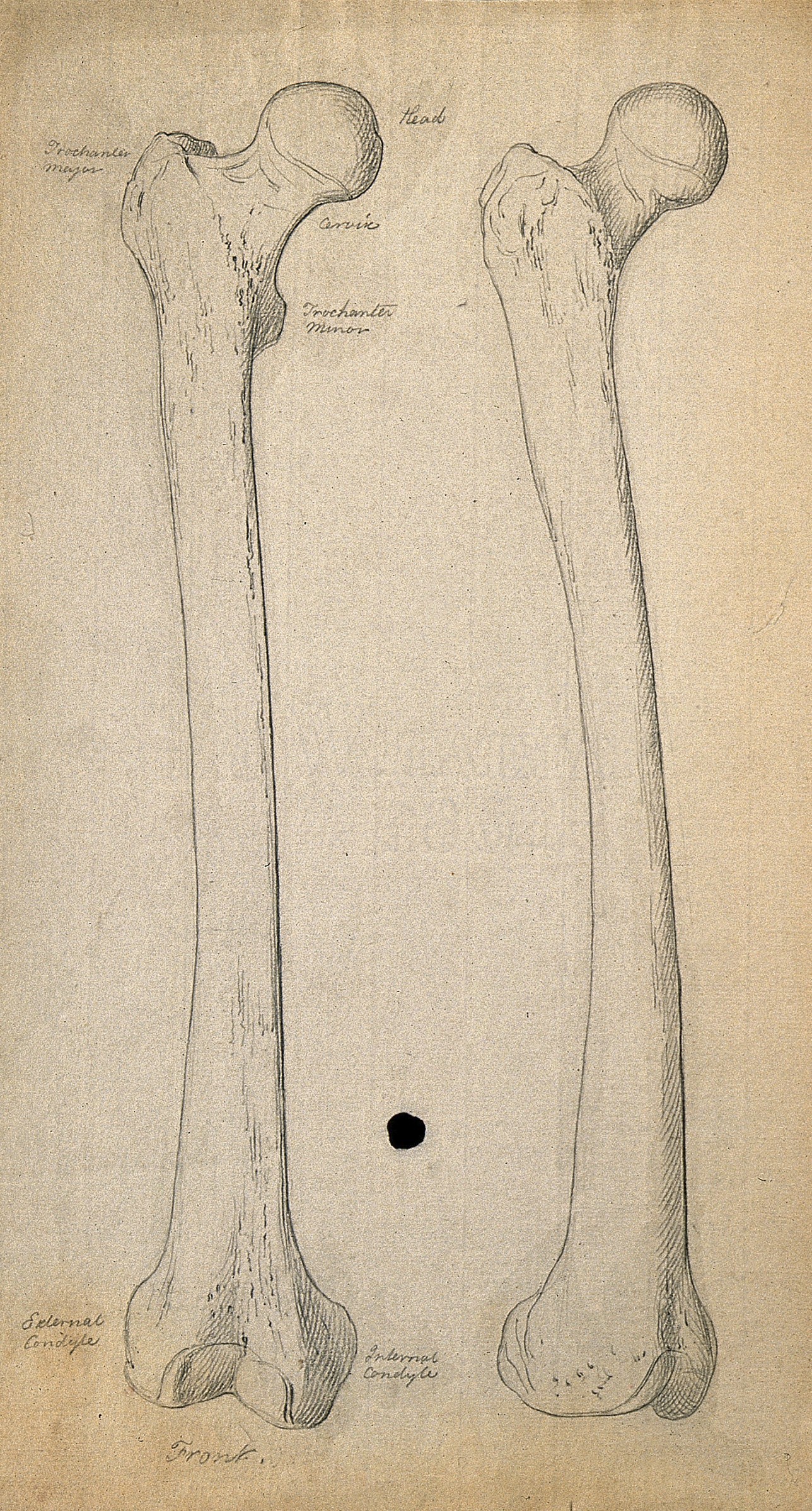 1288x2397 right femur - Thigh Drawing
