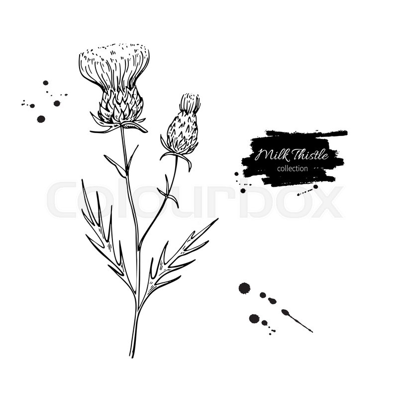 800x799 Milk Thistle Flower Vector Drawing Stock Vector Colourbox - Thistle Drawing