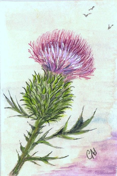 461x693 pix for gt scottish thistle drawing scottish thistle - Thistle Drawing