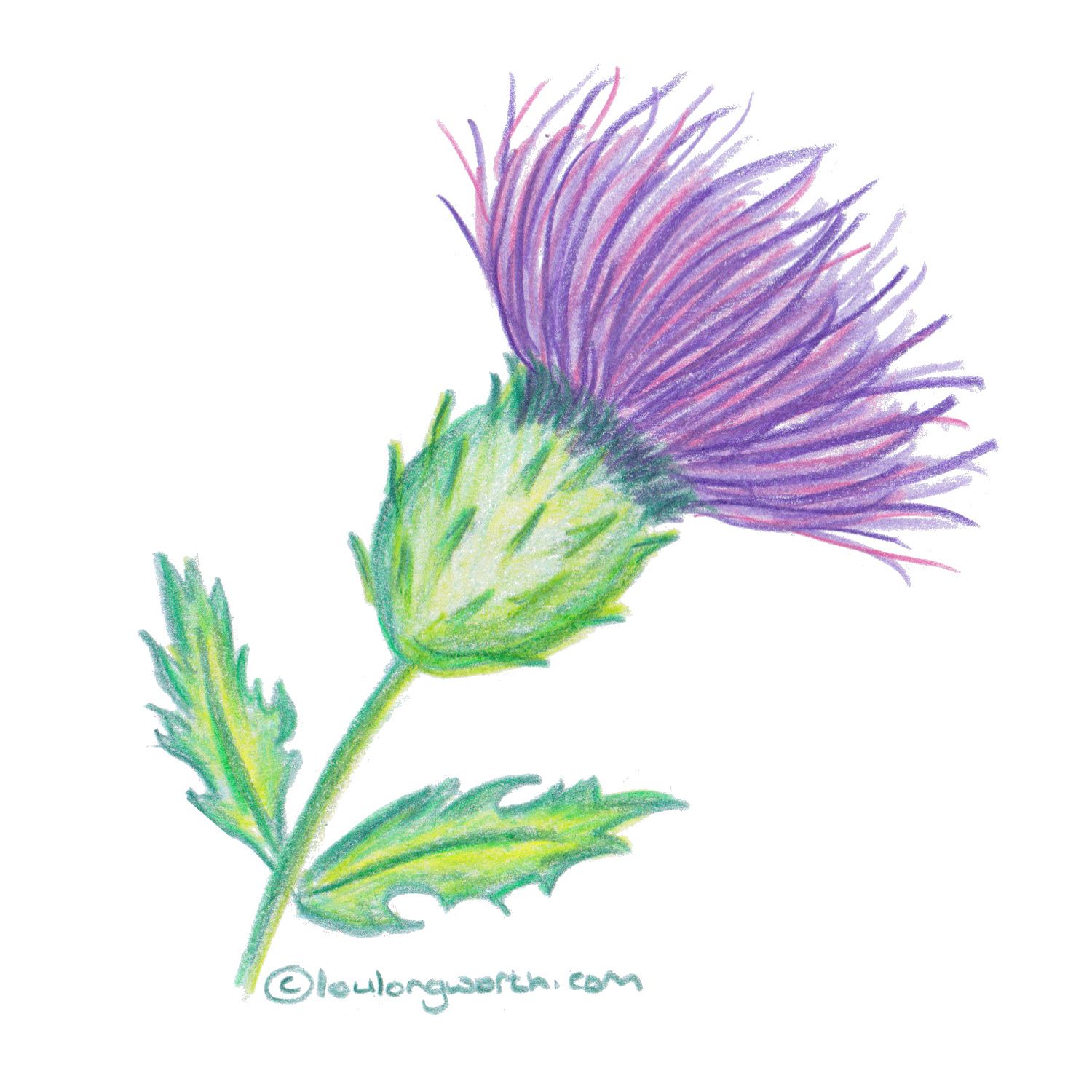 1500x1500 Scottish Themed Drawings - Thistle Drawing