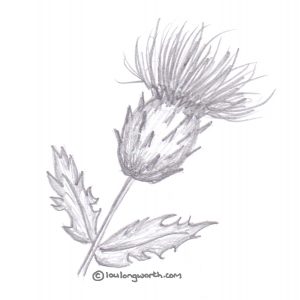 300x300 Scottish Themed Drawings - Thistle Drawing