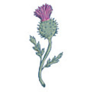180x180 Scottish Thistle Drawing Digital Art - Thistle Drawing