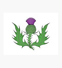 210x230 Scottish Thistle Drawing Photographic Prints Redbubble - Thistle Drawing