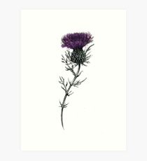210x230 Scottish Thistle Drawing Wall Art Redbubble - Thistle Drawing