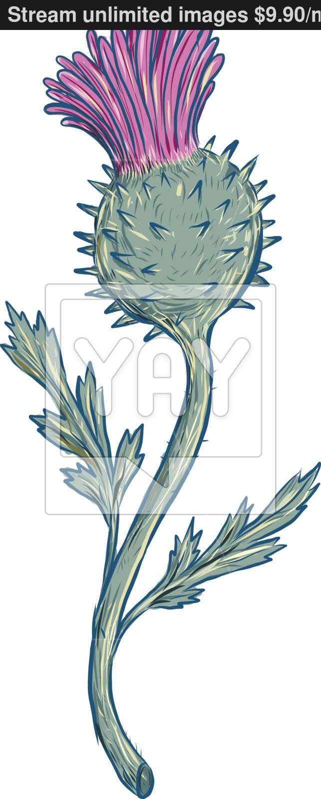 643x1600 Scottish Thistle Drawing Vector - Thistle Drawing