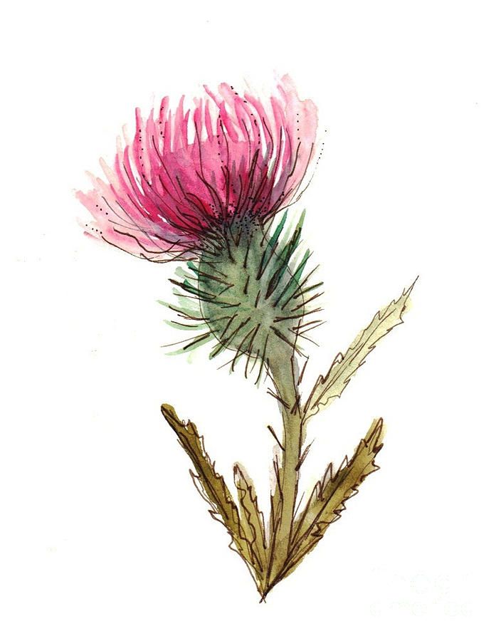 Thistle Drawing at Explore collection of Thistle